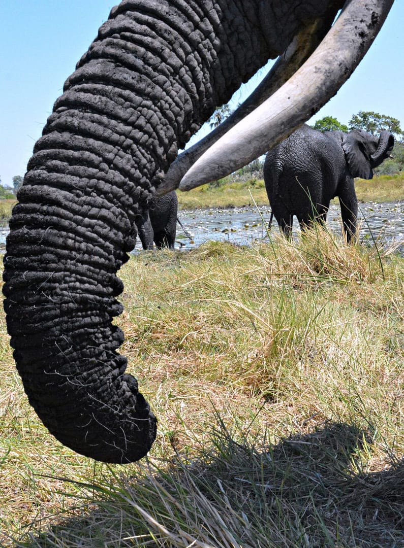 Botswana: The Land Where Elephants Roam Free Botswana: The Land Where Elephants Roam Free
